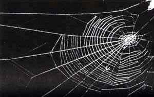 spid1.jpg